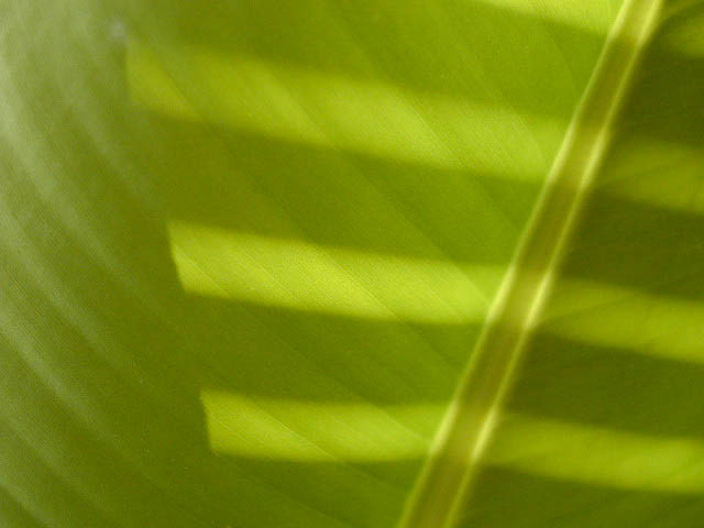 foto bananstriber