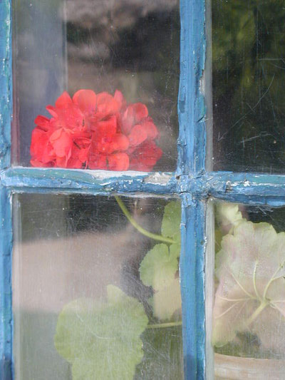 foto: blomst i bondehusvindue
