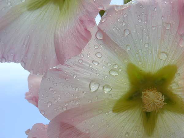 stokroser efter regn